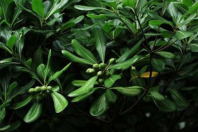 仅需2步让Dread Hunger恐惧饥荒更流畅！解决卡登录＆延迟